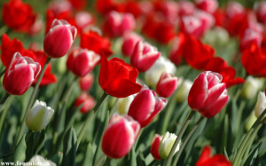 ... tulips red yellow butterfly summer spring facebook cover picture