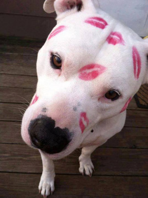 dog, kiss, kisses, lipstick