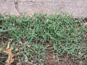 Bermuda Grass Weeds