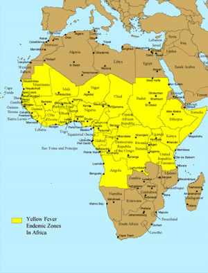 pictures of yellow fever virus