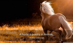 Horse Quotes