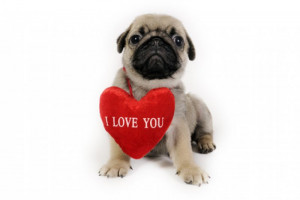 15 Dogs Who Want to Be Your Valentine
