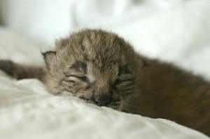 Baby Iberian Lynx Mammal