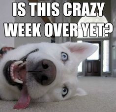 Is this week over yet funny quotes cute memes quote dog weekend days ...