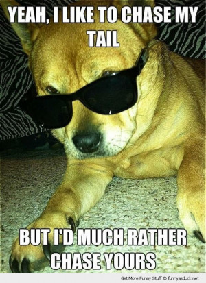 cool dog shades sunglasses chase tail animal funny pics pictures pic ...