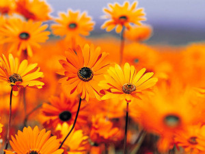 God-The creator God's beautiful orange flowers