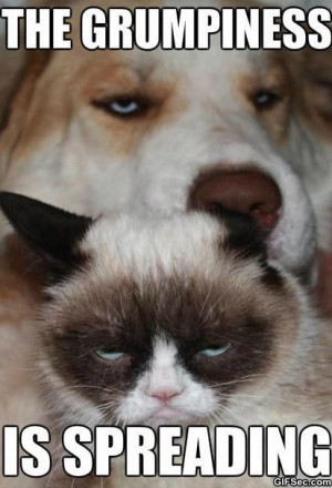 Grumpy-cat-and-grumpy-dog_1.jpg
