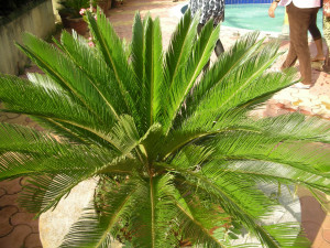 Gods version of perfect symmetry!