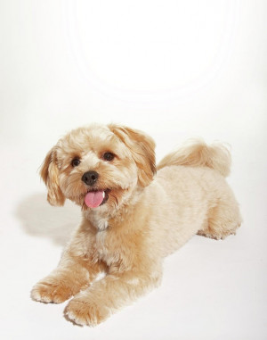 Source: http://fineartamerica.com/featured/yorkiepoodle-mix-down-with ...