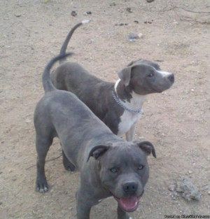 28685 Blue Pitbull Pups Price Negotiable In Tucson Arizona