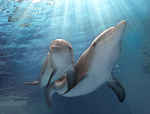 ... share a swim together in the new Warner Bros. film Dolphin Tale 2