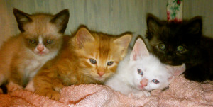 Grumpy Cat Grumpy Cat with siblings 07.04.2014