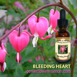 Flower Essence Products > Flower Essences A-Z > Bleeding Heart Flower ...