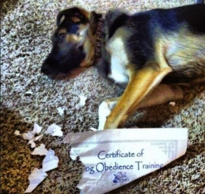 Funny Dog Chews Certificate Obedience Training Joke Picture