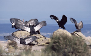 Turkey Vulture Cathartes Aura
