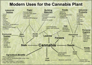 The four Basic Uses of Cannabis Hemp