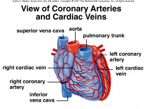 coronary arteries and veins diagram
