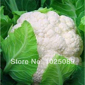 100 pieces/lot),Cauliflower seeds, potted balcony, planting seasons ...