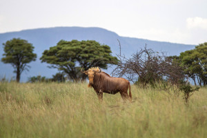 In South Africa, Ranchers Are Breeding Mutant Animals to Be Hunted