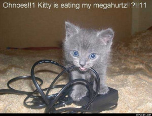 Lol funny cat quotes