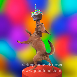 Funny Chihuahua Balancing A Birthday Cupcake On His Nose In Front of A ...