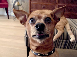 27 Absolutely Hilarious Dog Faces