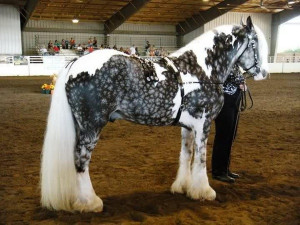 http://www.graphics99.com/snowflake-horse-funny-horse-picture/
