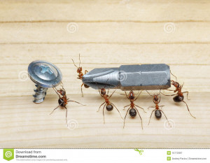 ... Free Stock Photography: Team of ants work with screwdriver, teamwork