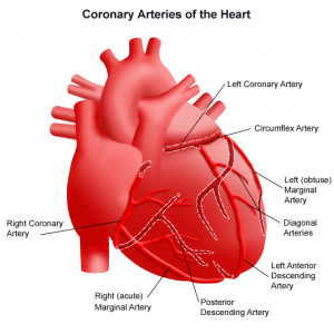 Main Arteries Of The Heart. of two main arteries: the