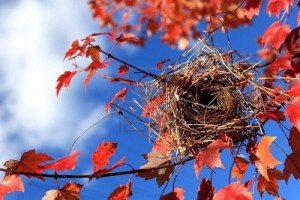 File Name : 8098618-empty-bird-nest-on-maple-branch-in-the-autumn.jpg ...