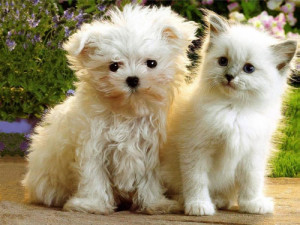 Cute Baby Cats and Dogs