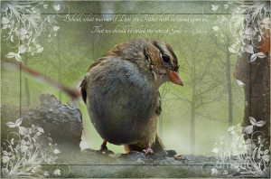 Rainy Day Sparrow With Verse Photograph