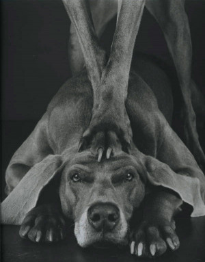 Теги: William Wegman и его собаки