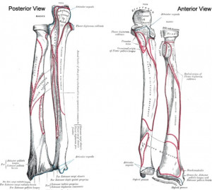 Radius and Ulna Bone Anatomy