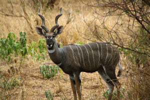 rare Kudu antelope taken in Tarangire National Park.