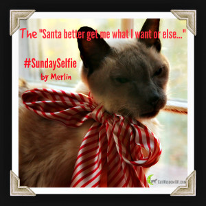 Santa Sunday Selfies, 2015 Cat Calendars and Book Winners