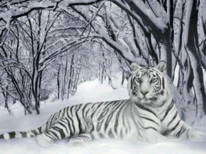 White tiger in snow covered forest