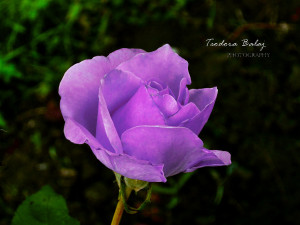 Purple Rose by teodorabalaj