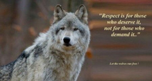 ... Wolf, Wolf Man, Spirit Guide, Wolves, Blue Moon, Wolf Quotes, Wolf