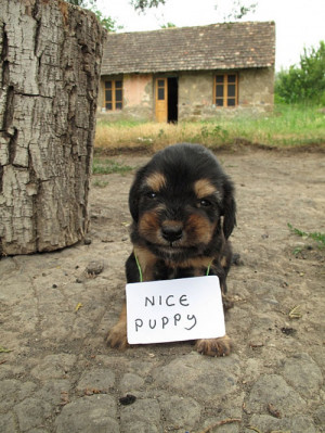 funny cute little puppy homeless