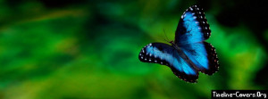 Blue Butterfly Facebook Cover