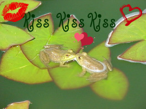 Kissing Frogs Quotes http://www.pic2fly.com/Kissing+Frogs+Quotes.html
