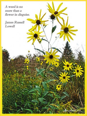 Wildflower quote by Joan Minchak, Richfield