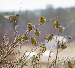 Inspiring quote on birds on Ralph Waldo Emerson