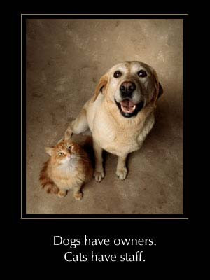 Cute Dog and Cat Quotes