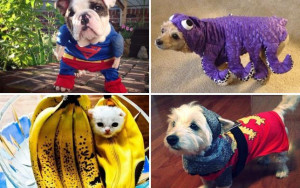 Cat Dresses as Princess Jasmine, Rides Magic Carpet-Covered Roomba