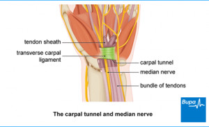 Image showing the carpal tunnel and median nerve