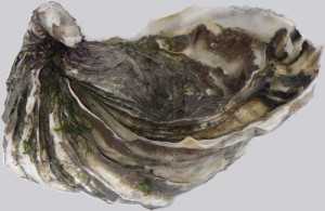 Culinaire hit: smullen van uitgestorven oesters