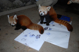enrichment images | Photo Release: Picasso or Panda? Budding Animal ...