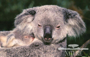 Awwwww! Cuddly koalas.